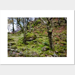 Borrowdale Mossy Woodland Posters and Art